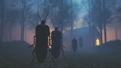 巨型甲虫在森林中聚集的插图