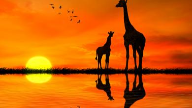 两个长颈鹿的轮廓在湖水中反射